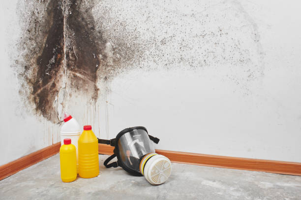 Best Insurance-Related Mold Remediation in English Creek, NJ
