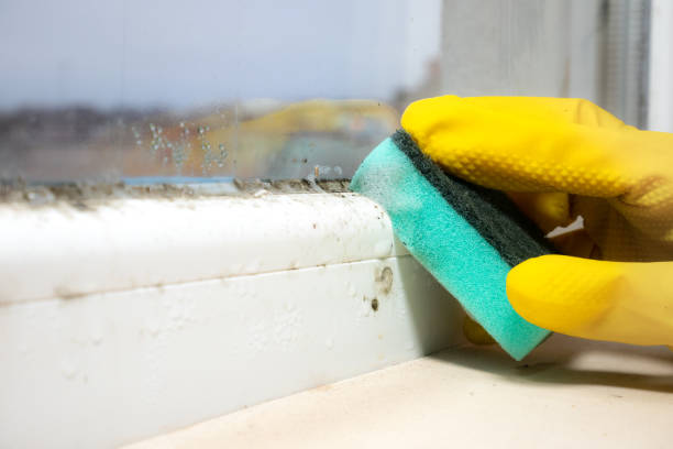 Best Kitchen Mold Remediation in English Creek, NJ