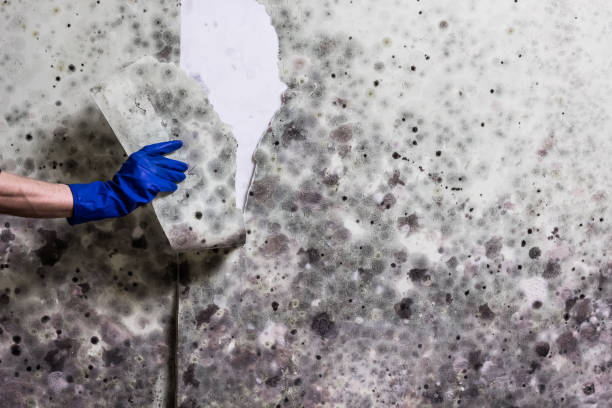 Best Mold Remediation for Specific Building Types in English Creek, NJ