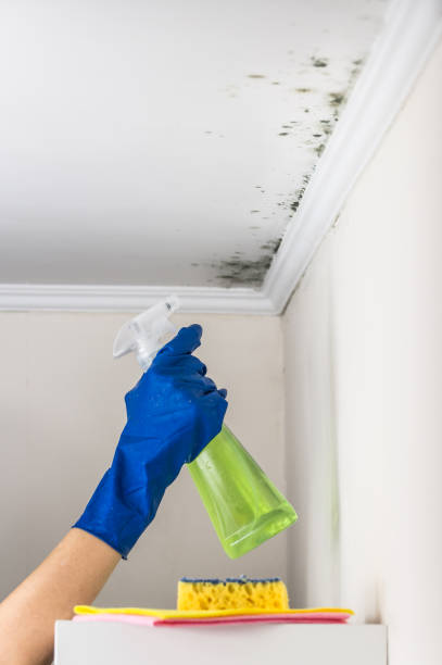 Best Post-Flood Mold Remediation in English Creek, NJ