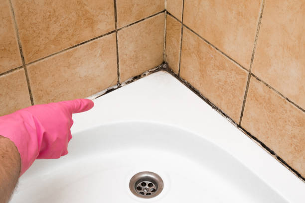 Best Kitchen Mold Remediation in English Creek, NJ