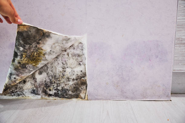 Best Residential Mold Remediation in English Creek, NJ